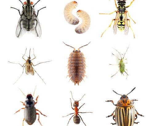 How does Pest control service benefits you?