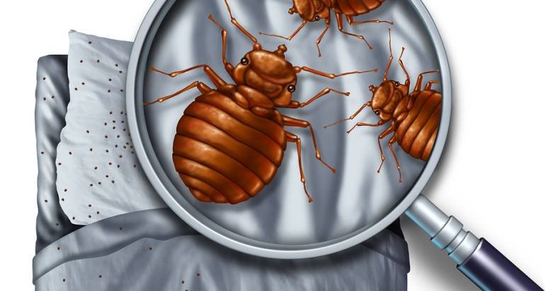 The benefits of hiring a professional pest control service, and how to choose the right one for your needs.