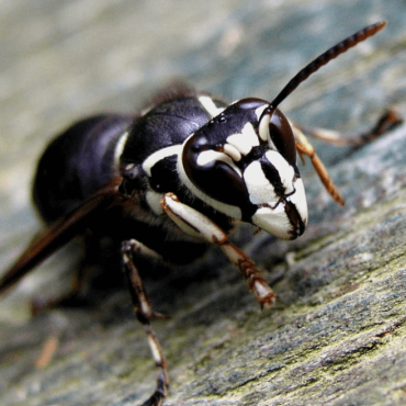 What Are Some Tips to Remove Bald-Faced Hornets from Your Home?