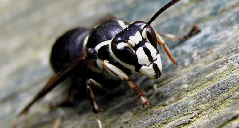 What Are Some Tips to Remove Bald-Faced Hornets from Your Home?